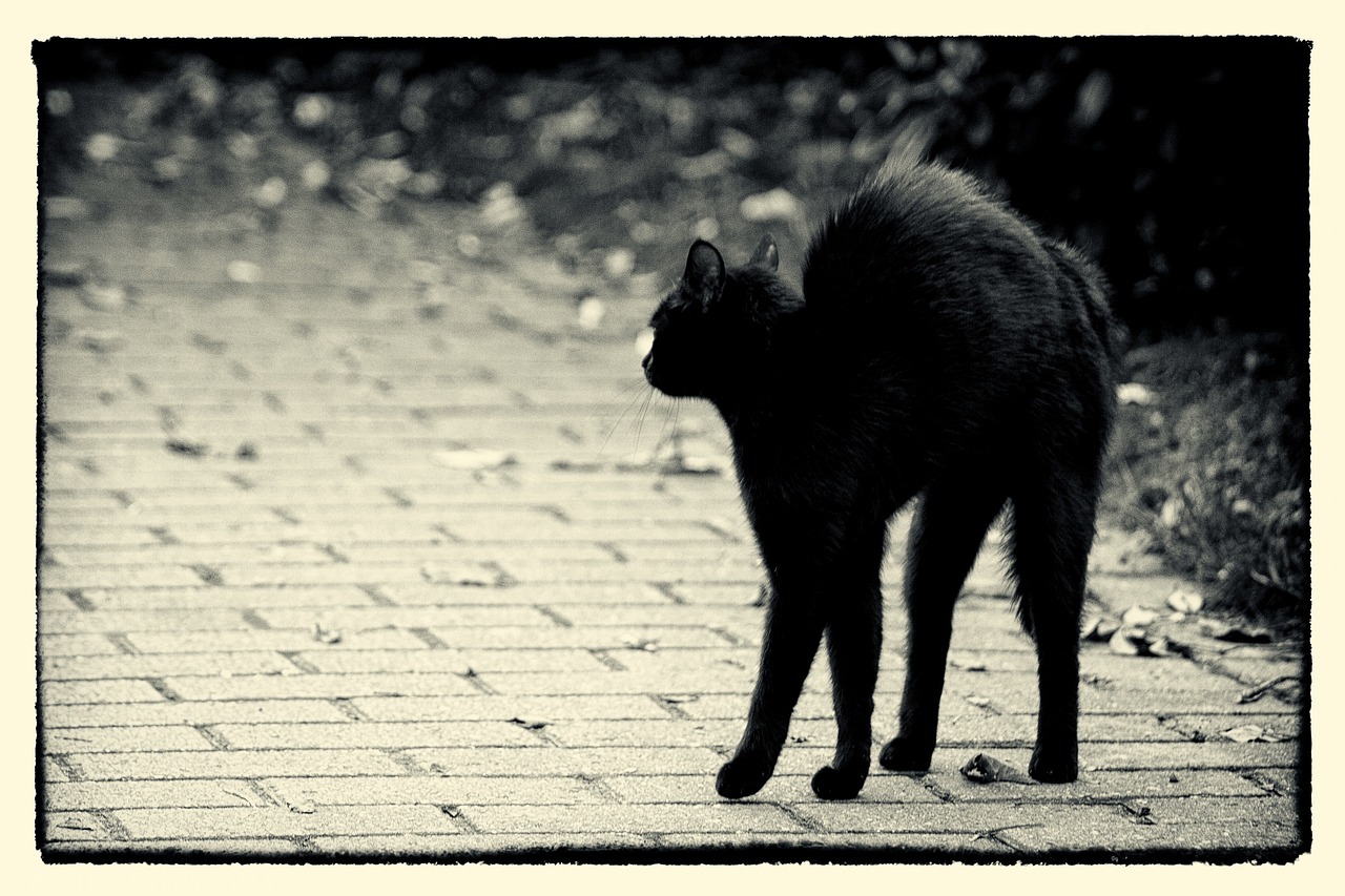 Black cat with arched back on a sidewalk with fallen leaves.